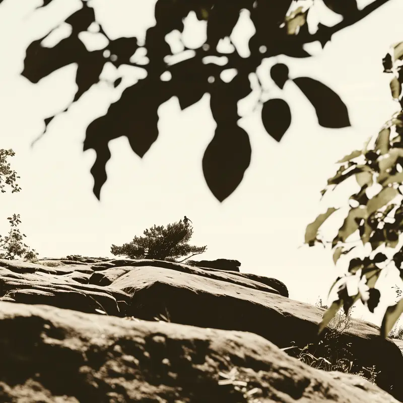 Smooth rocks and a lone tree, framed by dark leaves